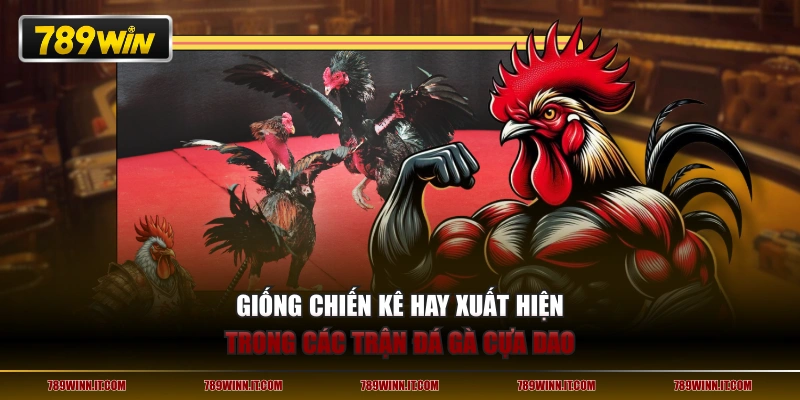 Giống chiến kê hay xuất hiện trong các trận đá gà cựa dao 